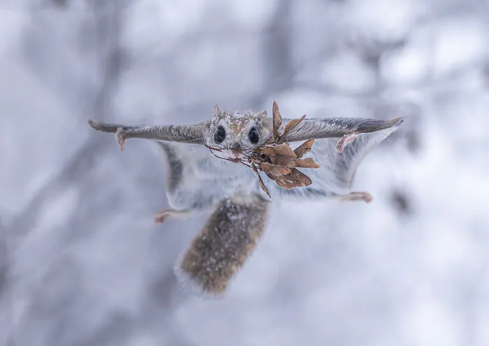 “A Magical Feast In A Frosty Forest” By Hiroki Takahashi