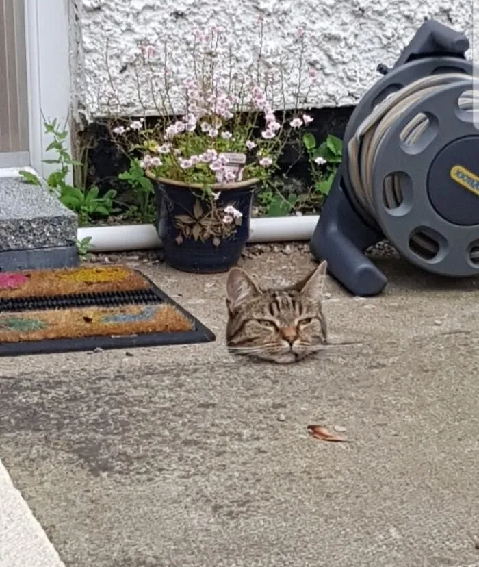 My Cat Seems To Have Misplaced His Body Somewhere