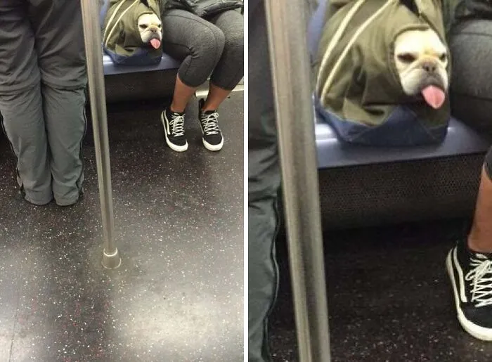 Subway Dogs Are The Best