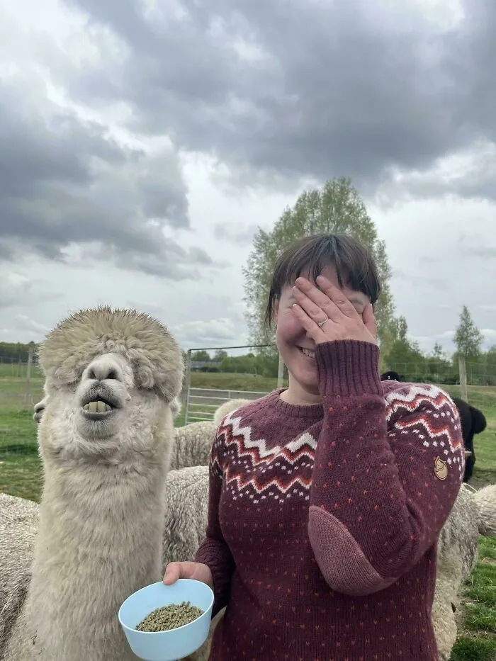 My Wife (Right ) Had A Moment With A Derpy Alpaca(Left)