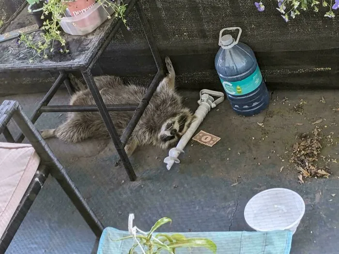 This Raccoon Sleeping On My Balcony