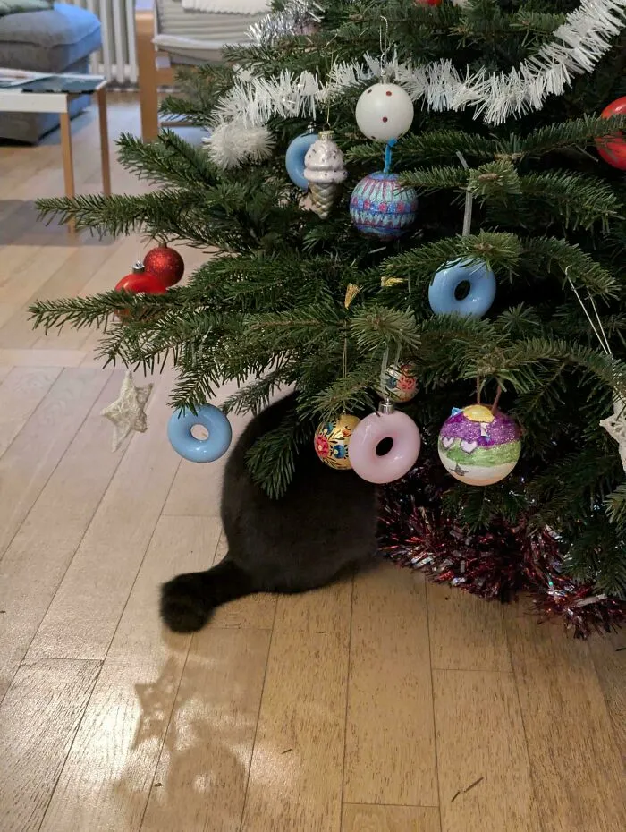 We Threw Away The Mouse She Brought Us. She's Sulking Like This Since