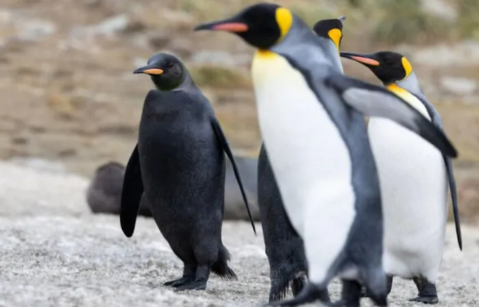 This Entirely Black Penguin, A Very Rare Occurance