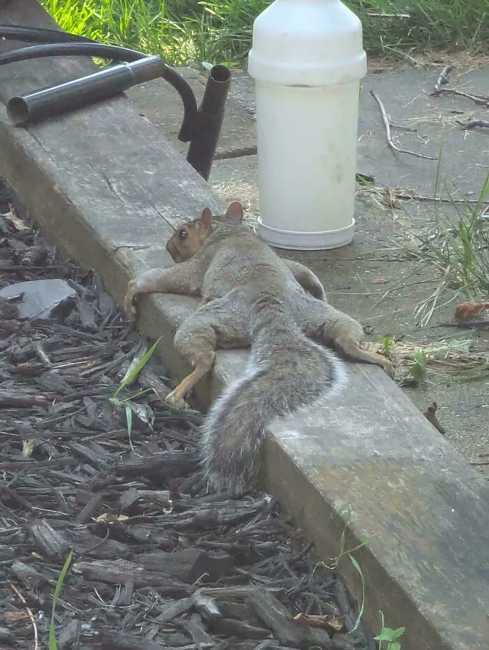 This Squirrel Relaxing Near The Garden