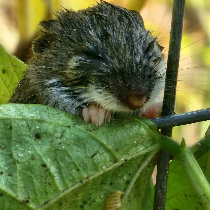 This Little Guy Living In My Green Bean Patch, Got Watered Along With Beans But Waited For Me To Finish!