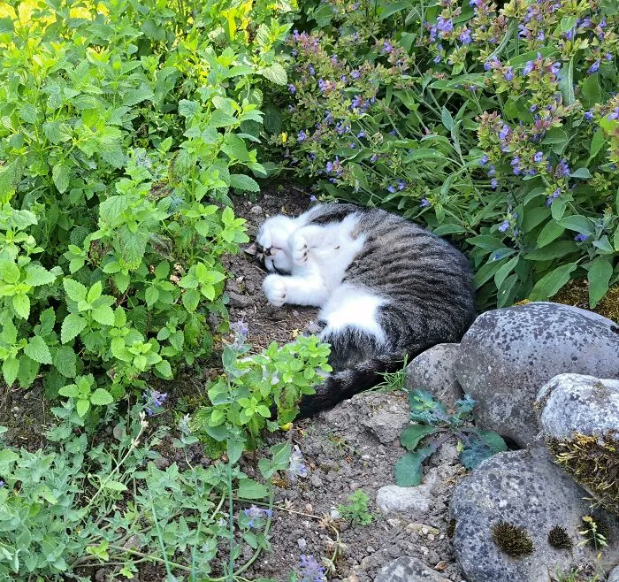 Cat Found The Catnip Plants