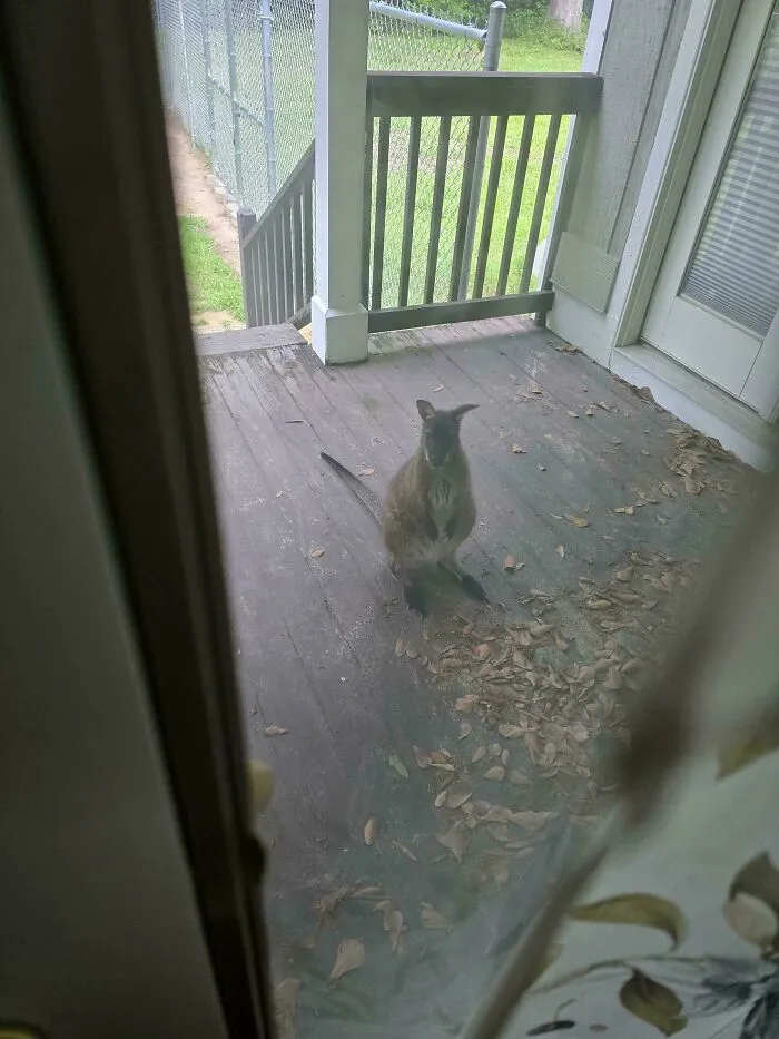 Strays Won't Stop Climbing On My Porch