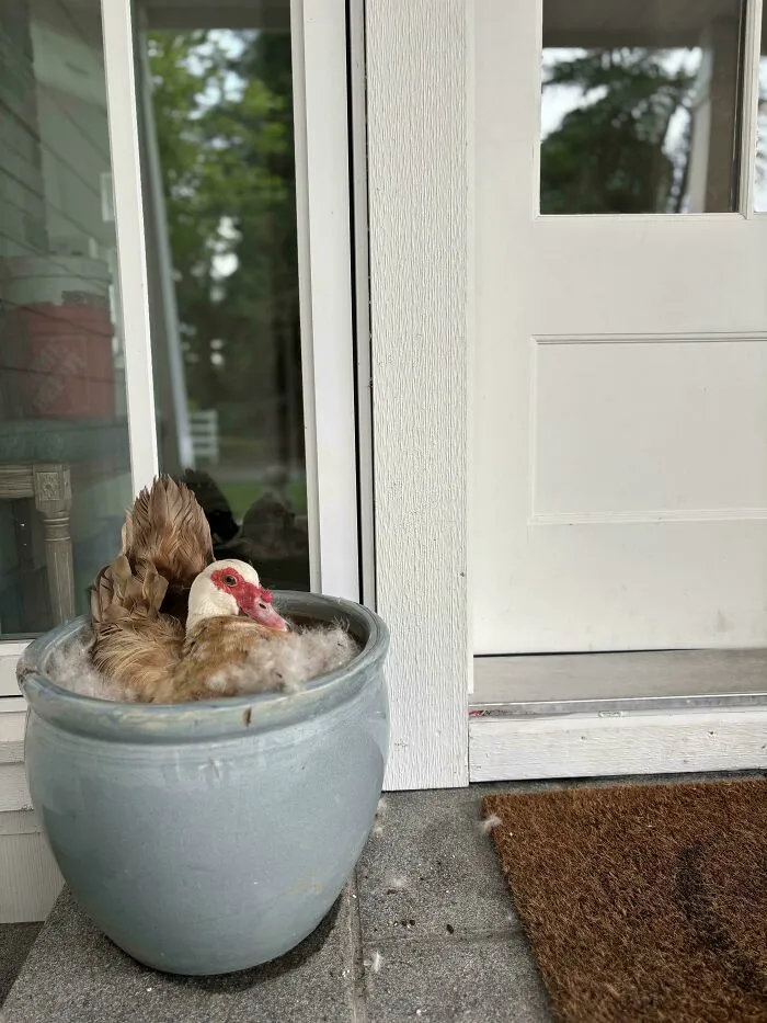 Our Duck Penny Built A Full Blown Nest To Hatch Ducklings At Our Front Door