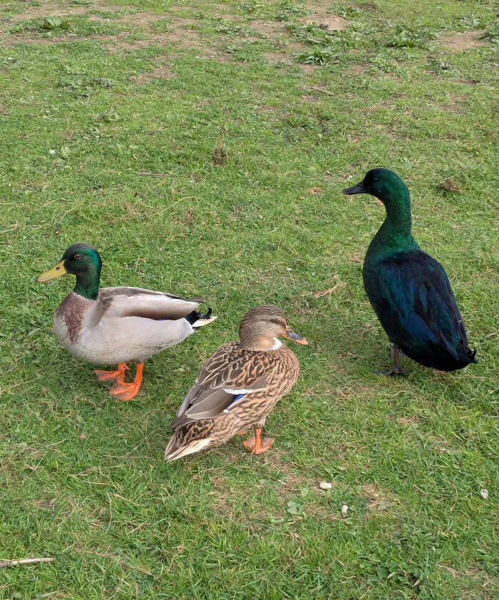 Shiny Mallard