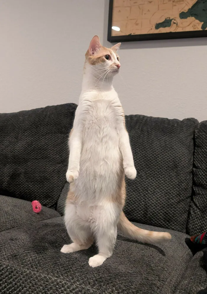 Marmalade Heard A Very Scary Noise (The Ice Maker) And Became A Meerkat