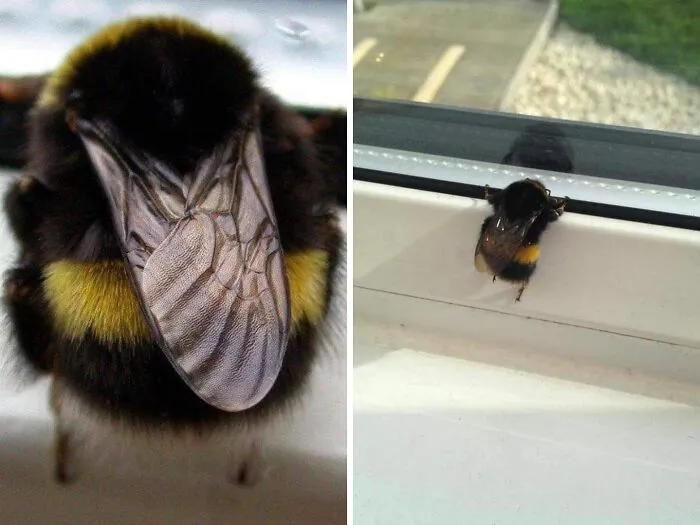 This Page Shared 50 Chonky Animals That Are Equal Parts Cute And Hilarious