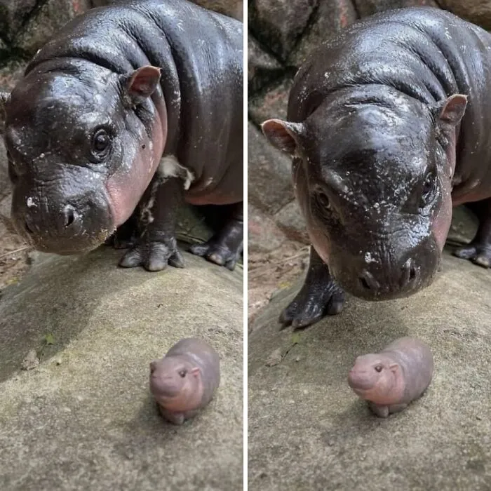 This Page Shared 50 Chonky Animals That Are Equal Parts Cute And Hilarious