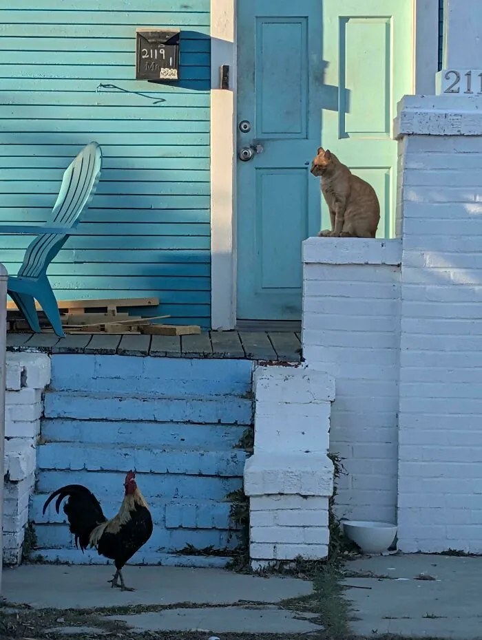 New Orleans, 7th Ward, Mardi Gras Weekend
