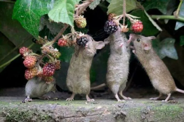 They Have That Pose