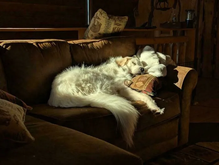 Dog Napping In The Sun (1579)
