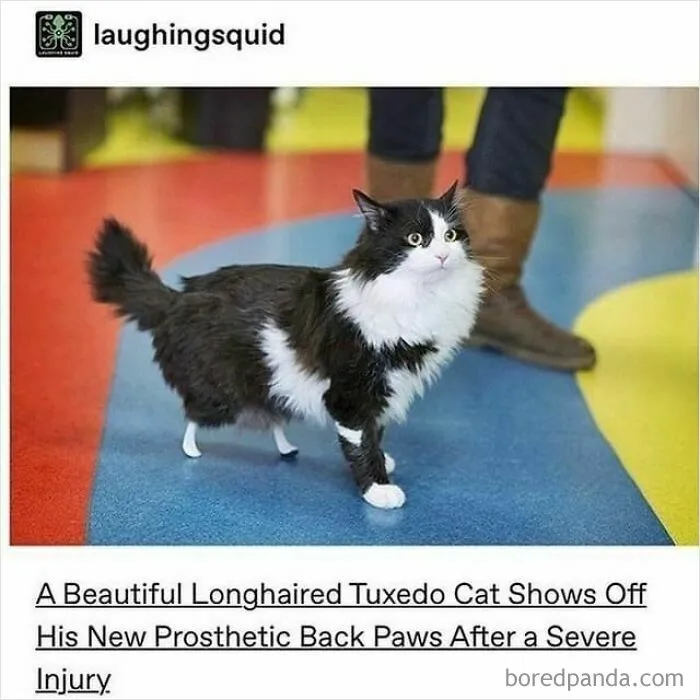 115 Silly Cats Who Are Just Out There Living Their Lives