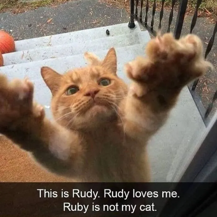 115 Silly Cats Who Are Just Out There Living Their Lives
