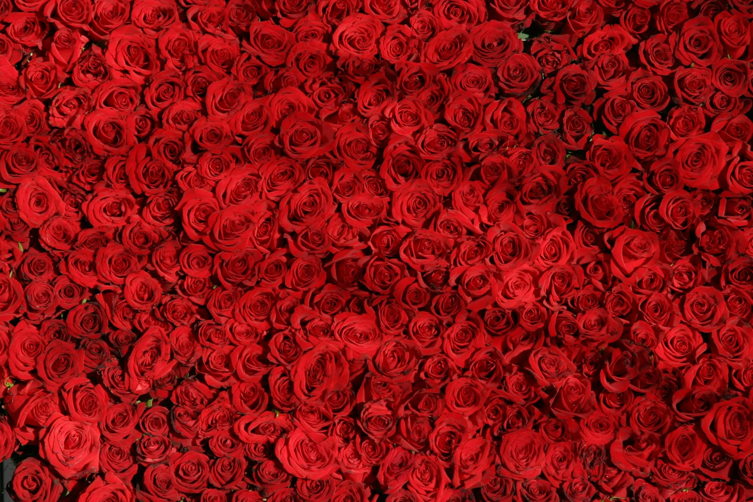 A dense cluster of vibrant red roses symbolizing the reality TV franchise where contestants compete for roses.