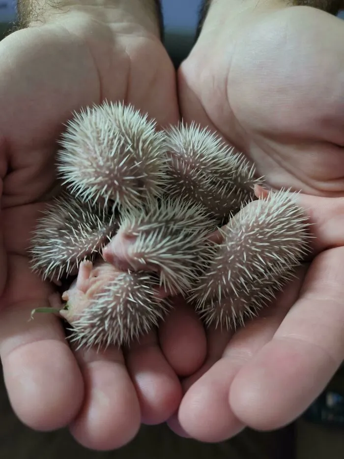 5-Day-Old Hedgehogs