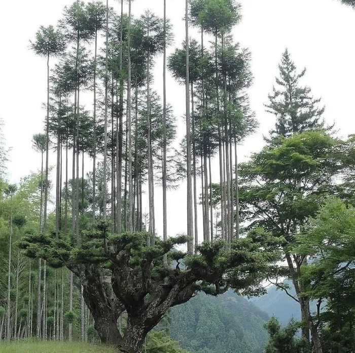 A Photo Of Trees Growing Out Of Other Trees