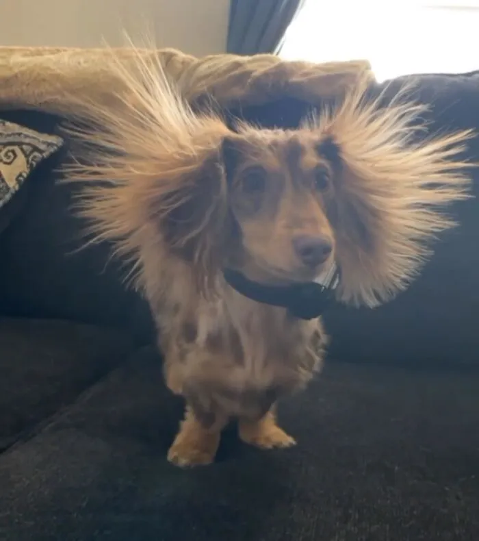This Page Is Dedicated To Dachshunds, And These 90 Pics Show Why People Love Them