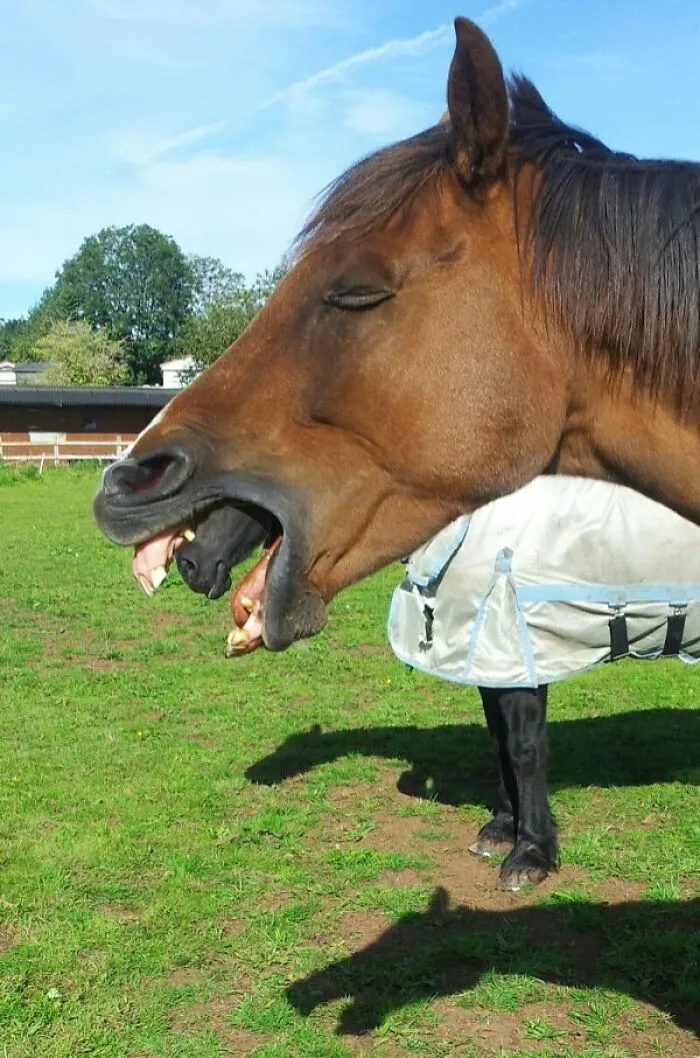 Was Taking A Picture Of My Horse Yawning And Suddenly, Xenomorph Horse