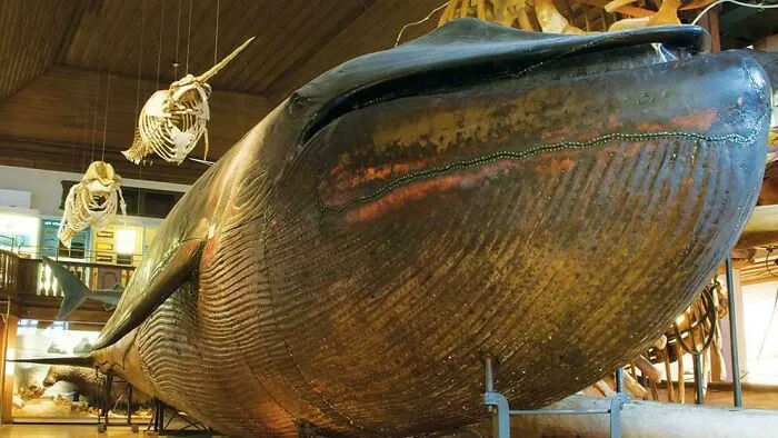The Only Taxidermied Blue Whale In The World, 1865 CE, Now Housed At The Natural History Museum In Sweden