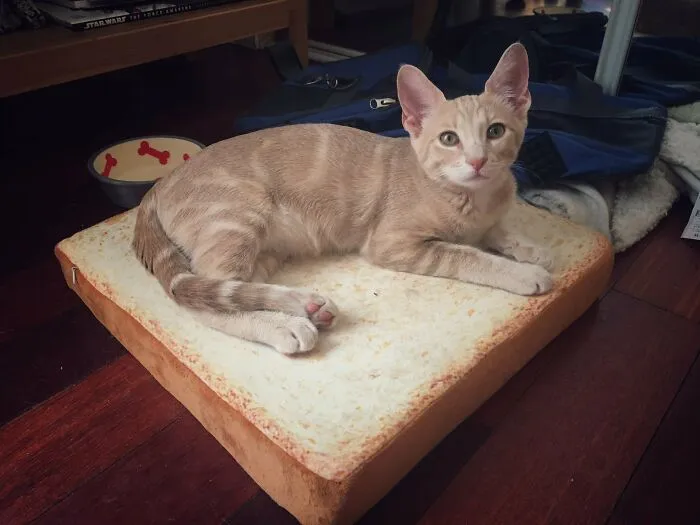 The Tail Looks Like It Turns Into A Paw