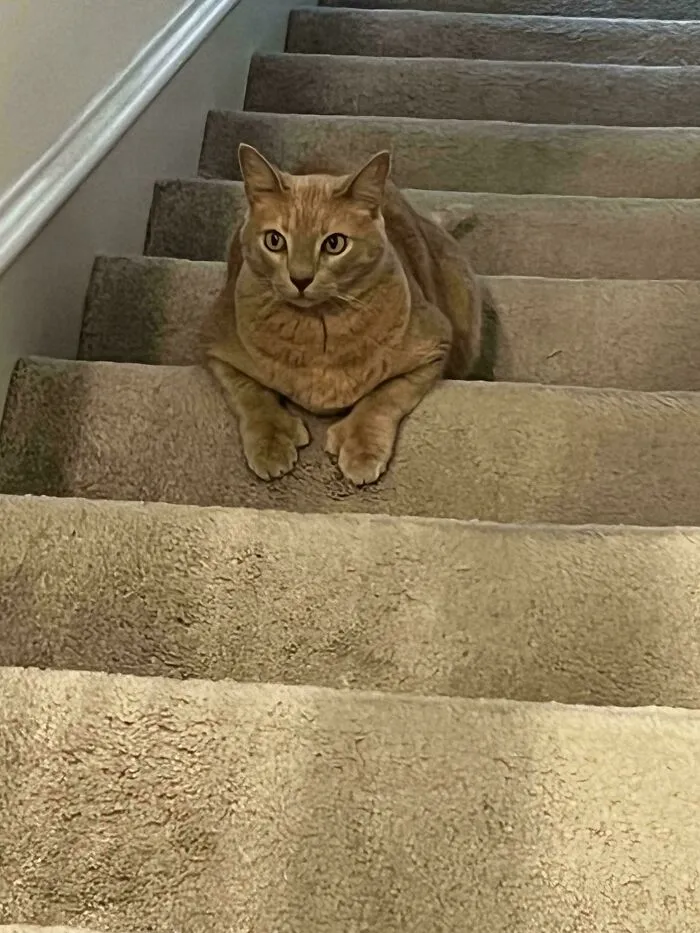 Is My Cat Going Up Or Down The Stairs?