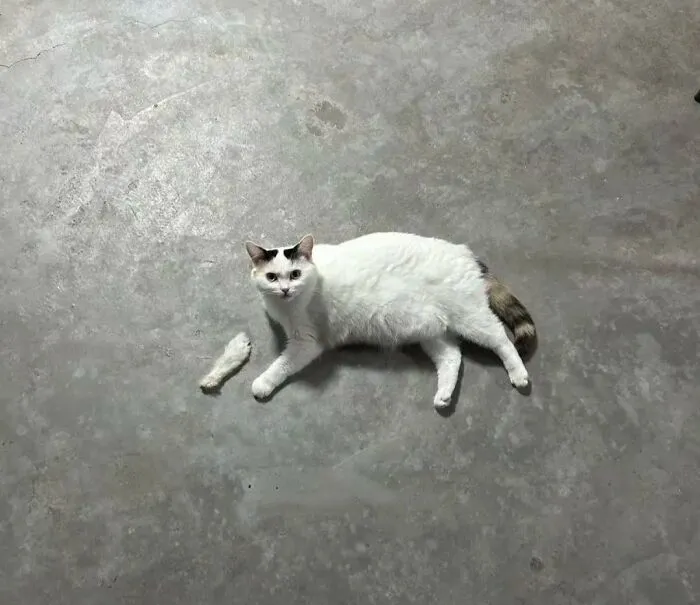 Caught A Cat Playing With A Feather