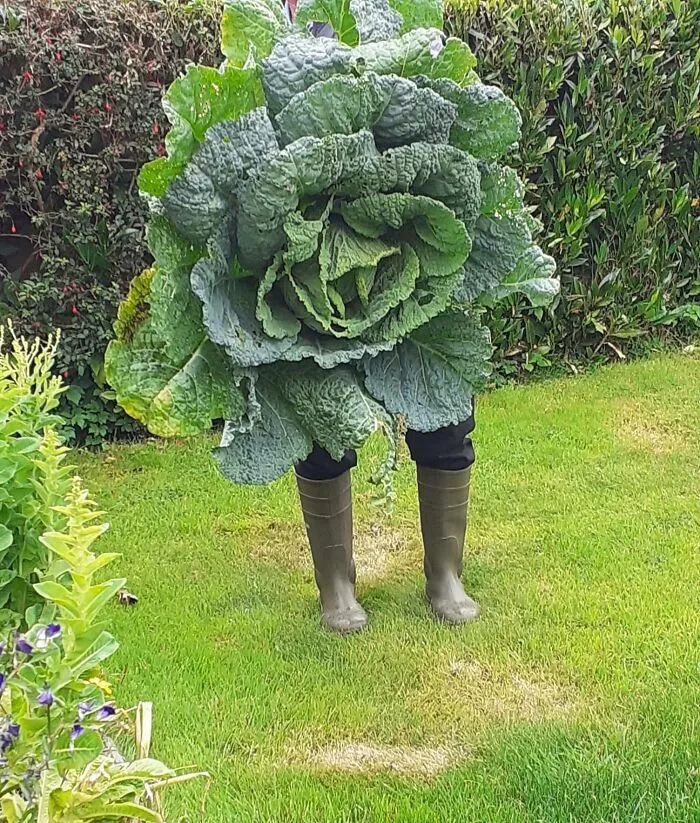 My Grandad Showing Off His Gigantic Homegrown Cabbage