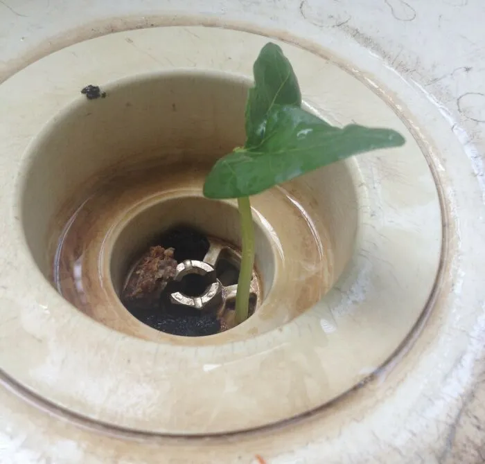 Fui perezoso y no lavé los platos durante unos días. La vida encontró un camino.