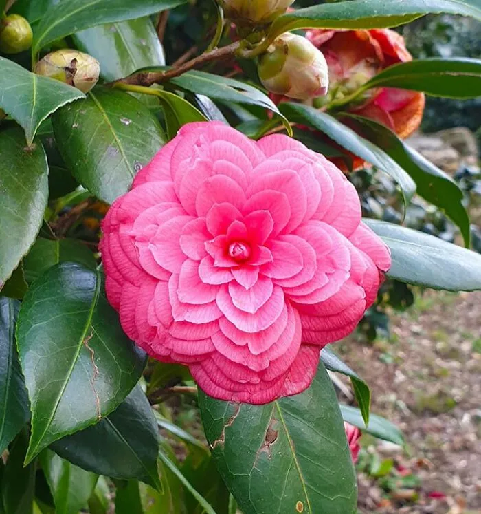 The Petals Of This Camellia Flower