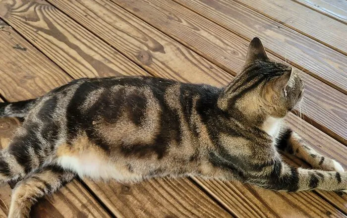My Aunt's Cat Has The Word No Circled In His Fur Pattern