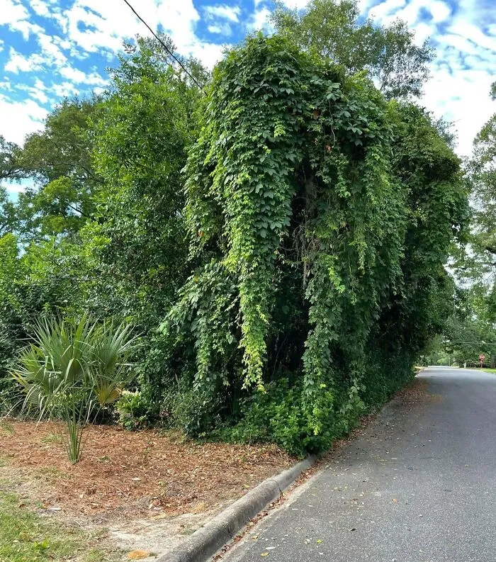 These Vines In My Neighborhood Look Like An Elephant
