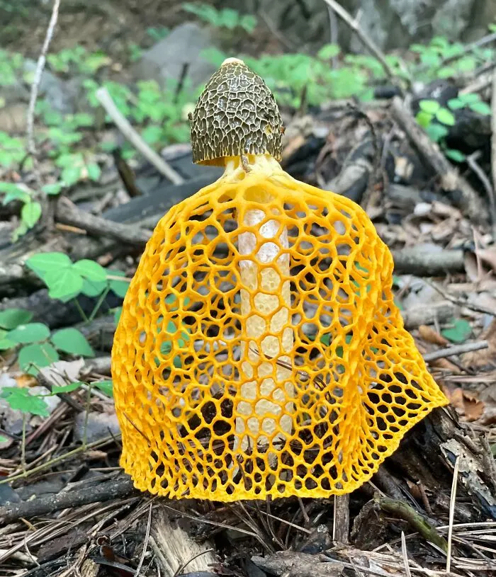 Found This ‘Veiled Lady’ Mushroom On A Hike This Morning Near Seoul, South Korea