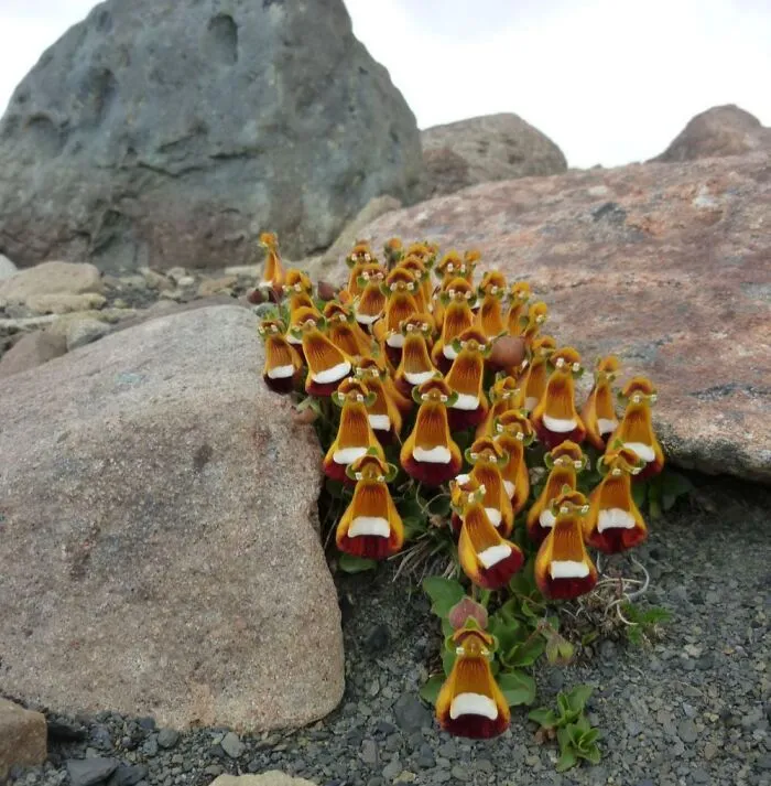 These Flowers Look Like A Group Of Tiny 3D-Rendered Chickens Wearing Glasses And Holding A Cake