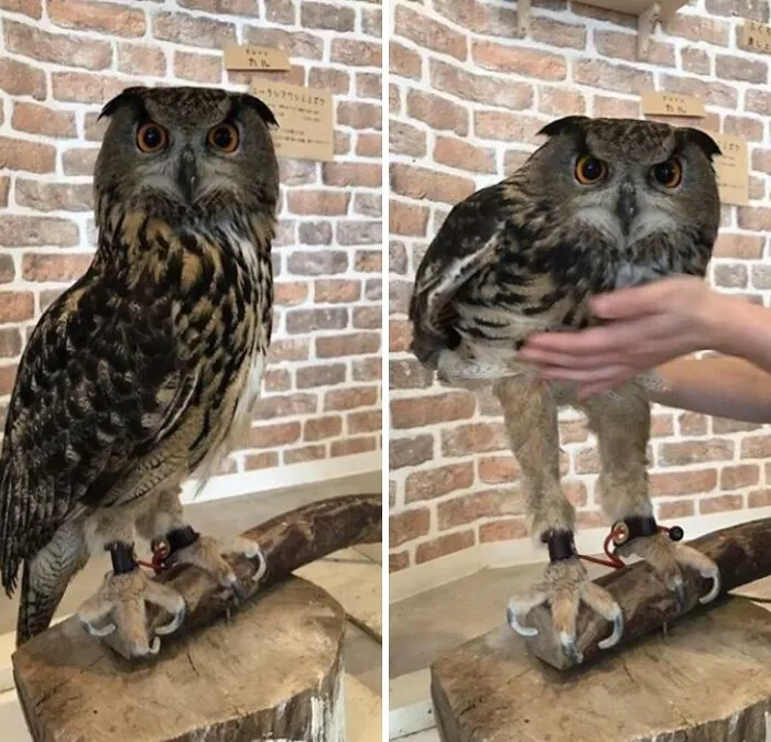 Had No Idea Owls Have Such Long Legs