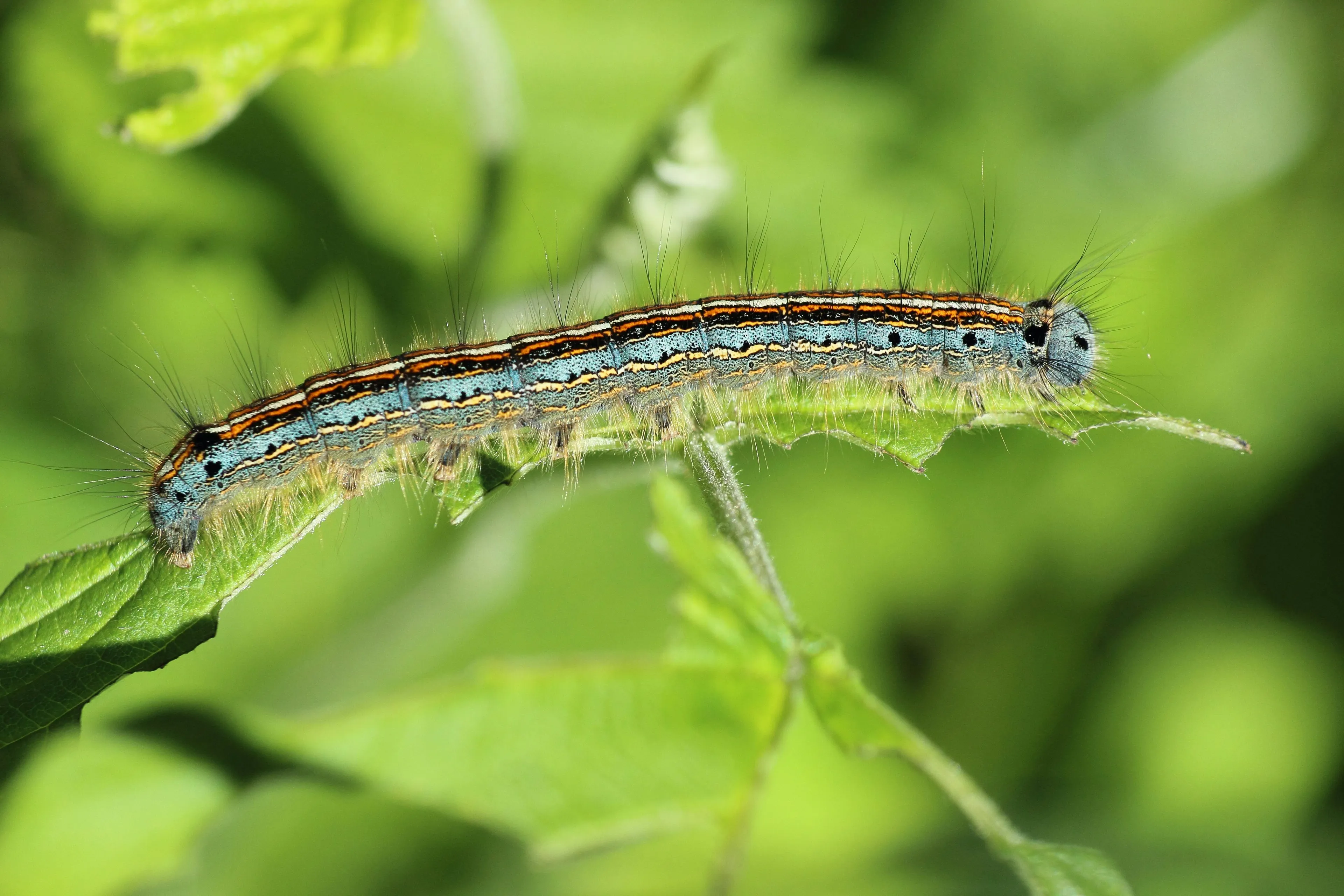 Close-up of a colorful caterpillar on green leaves representing the process in the general knowledge quiz about transformation.