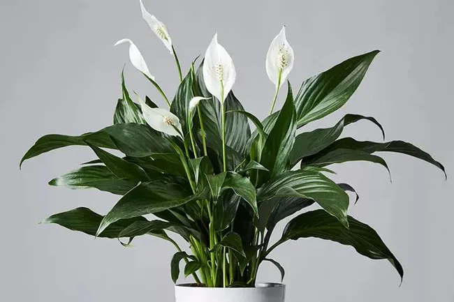 Peace lily plant with white flowers and green leaves in a white pot, ideal for adding greenery to your desk.