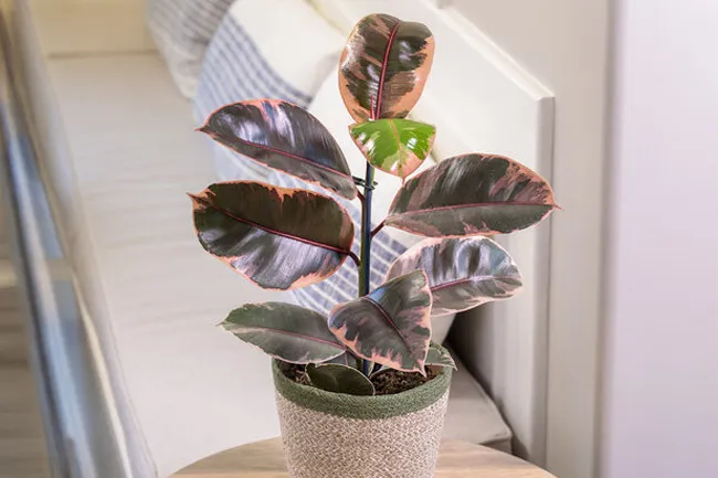 Rubber plant with colorful leaves placed in a decorative pot, ideal choice for a desk plant.