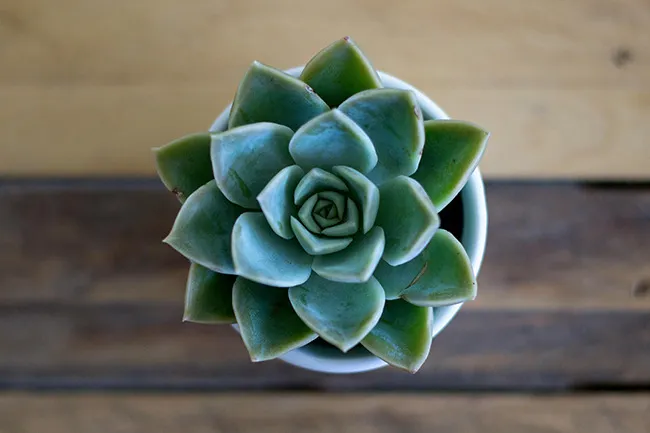 Top view of a green succulent plant in a white pot sitting on a wooden desk surface.