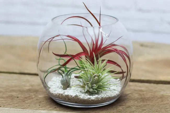 Air plant arrangement in a glass bowl with white stones, perfect for adding greenery to your desk space.