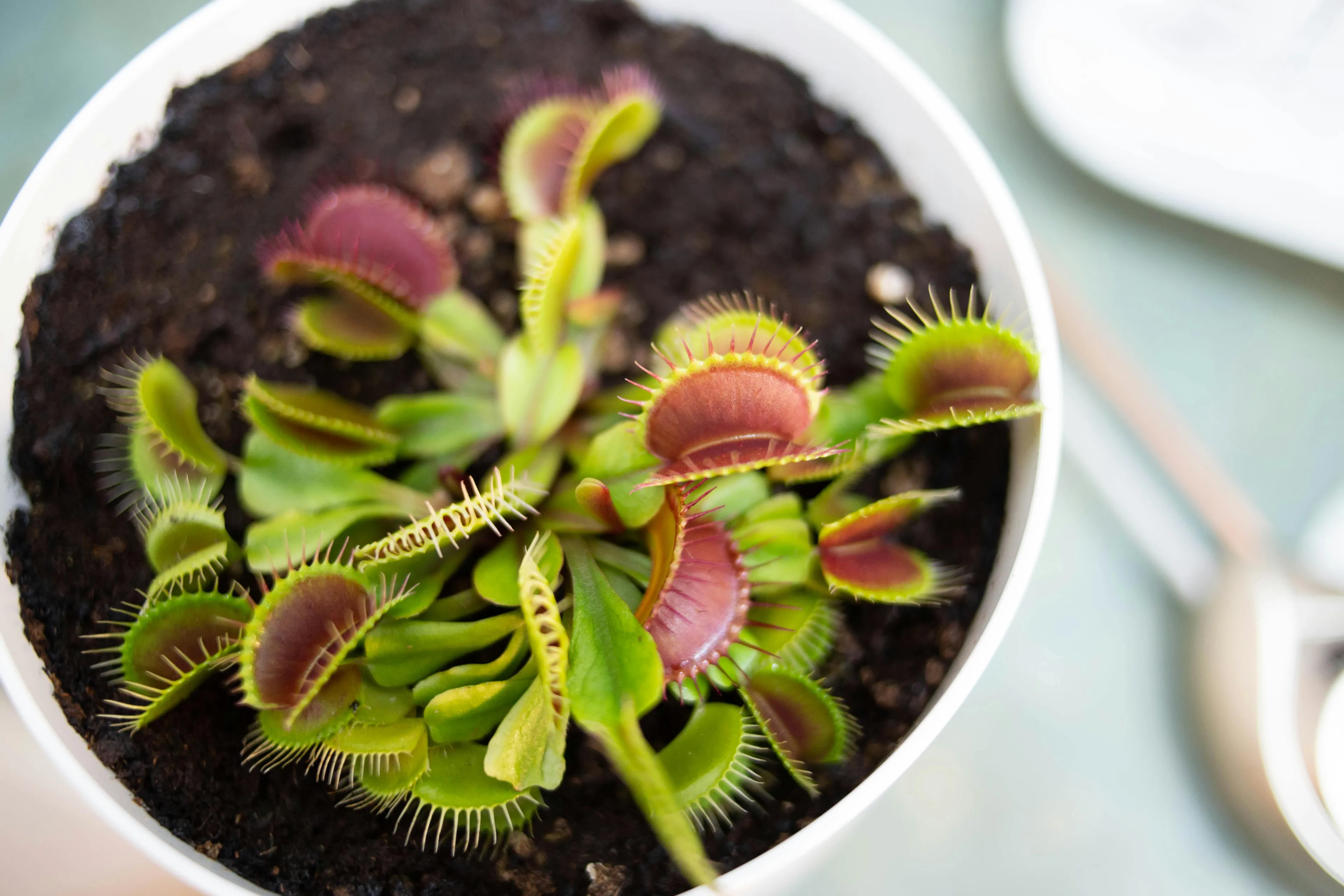 Venus flytrap plant in a white pot on a desk with green and red trap leaves opened and closed.