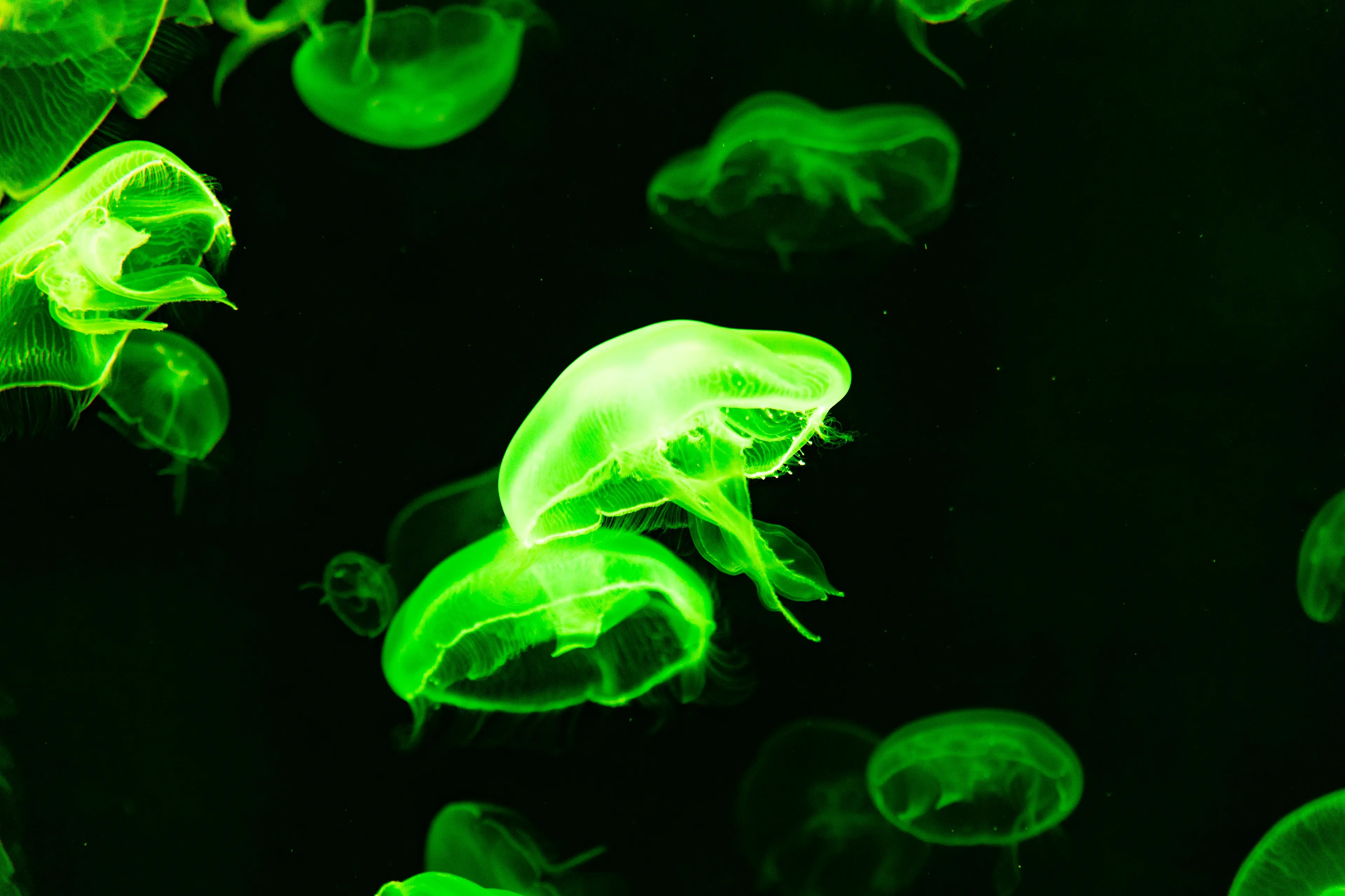 Glowing jellyfish demonstrating bioluminescence, the process by which some animals produce their own light in dark water.