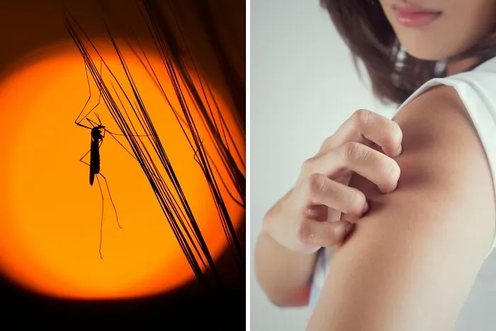 Always have a mosquito buzzing near you at night, or an itch you can’t reach during the day?