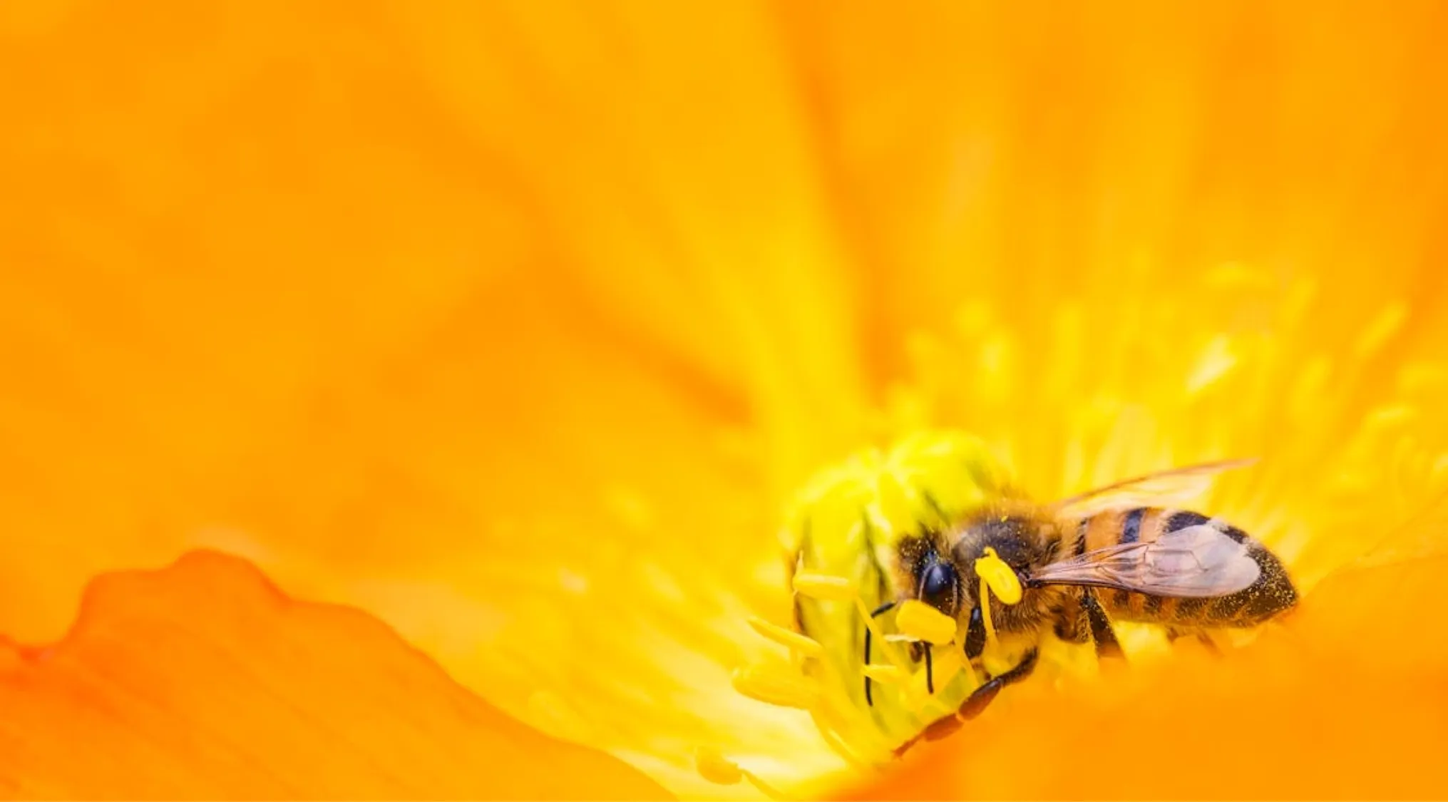 Bee collecting pollen from a vibrant orange flower, essential for making honey in the process of pollination.