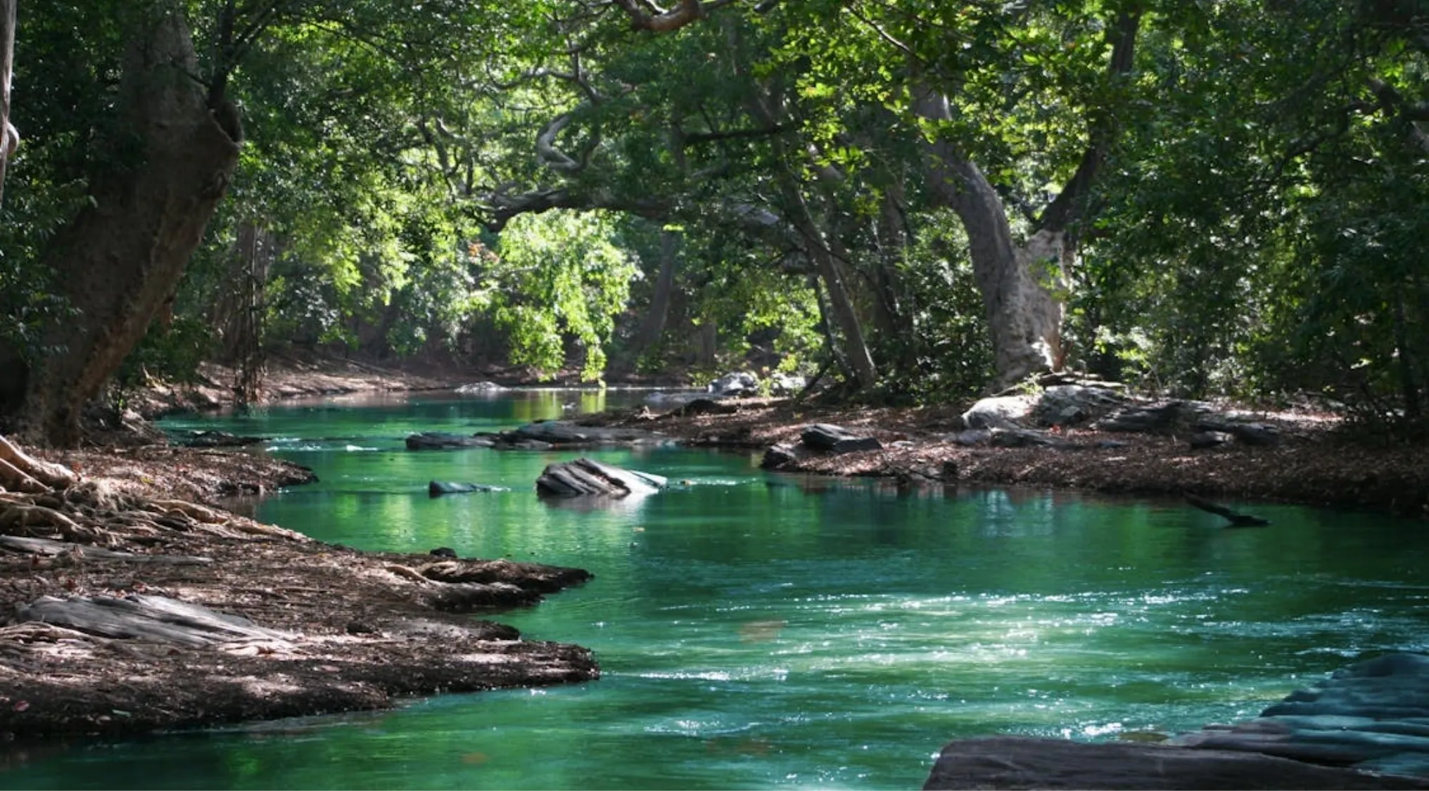 Calm river flowing through dense green forest with trees casting shadows on the water, showcasing the longest river in the world.