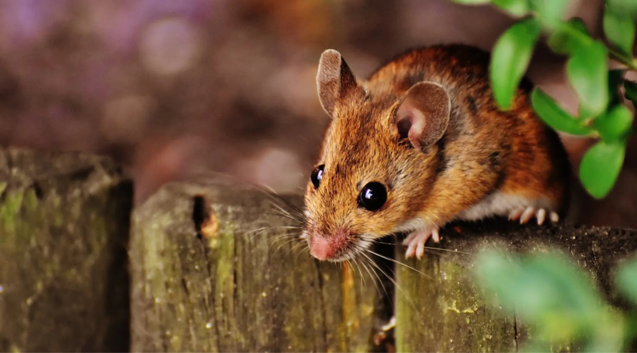 Close-up of a brown mouse perched on wooden fence, illustrating the plural of mouse in a general knowledge context.