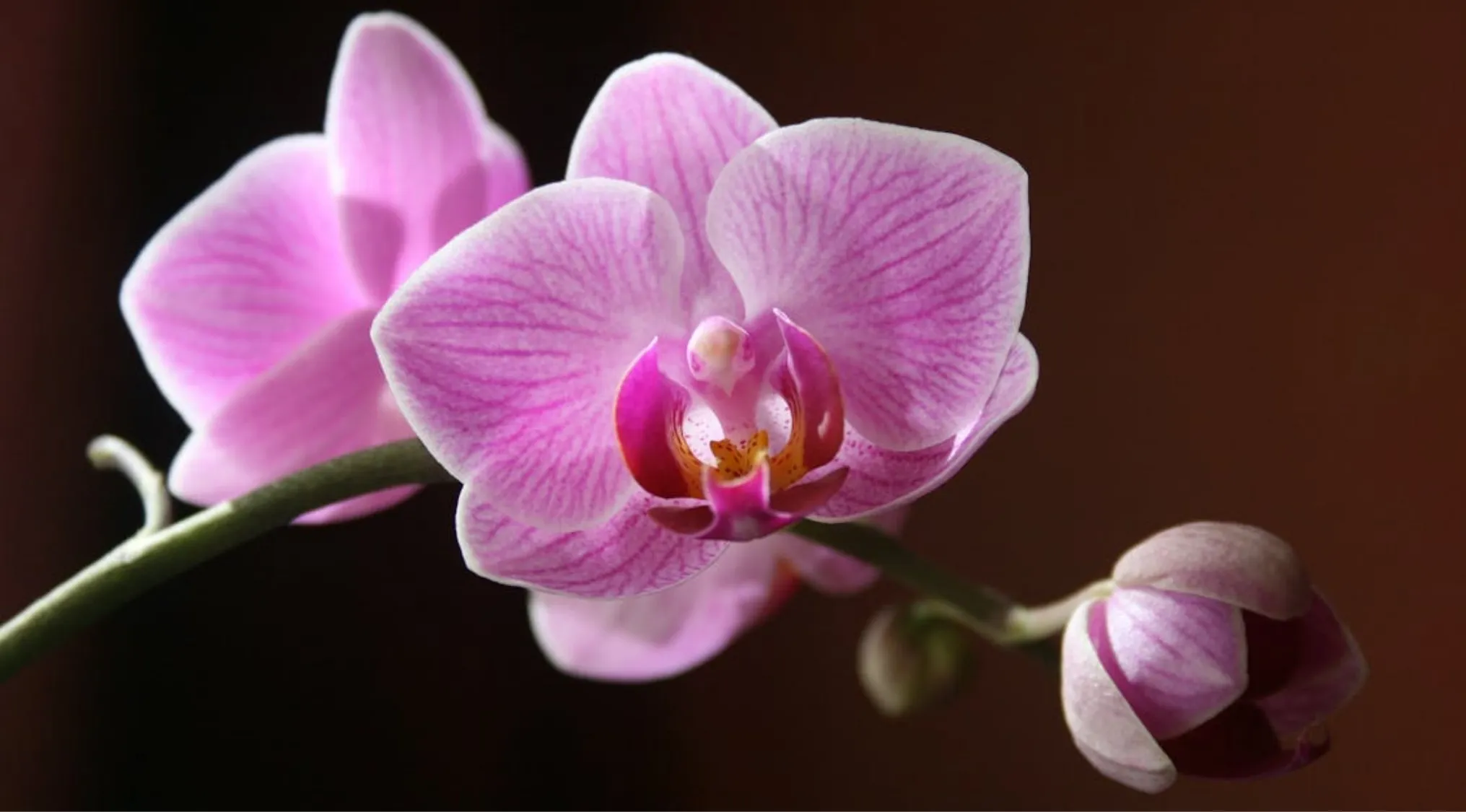 Close-up of a pink orchid flower with detailed petals and a dark blurred background in general knowledge test.